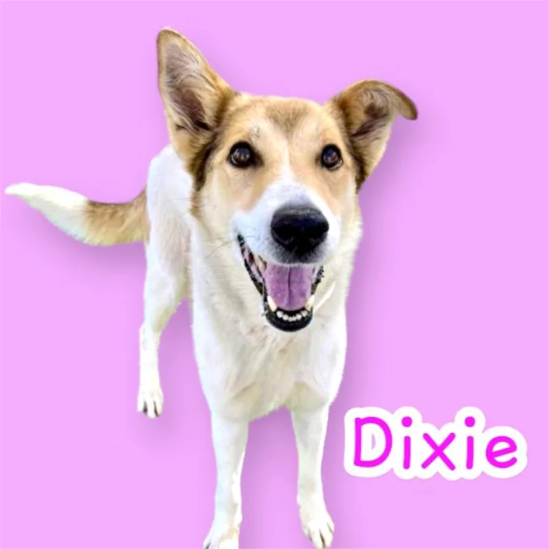 Dixie