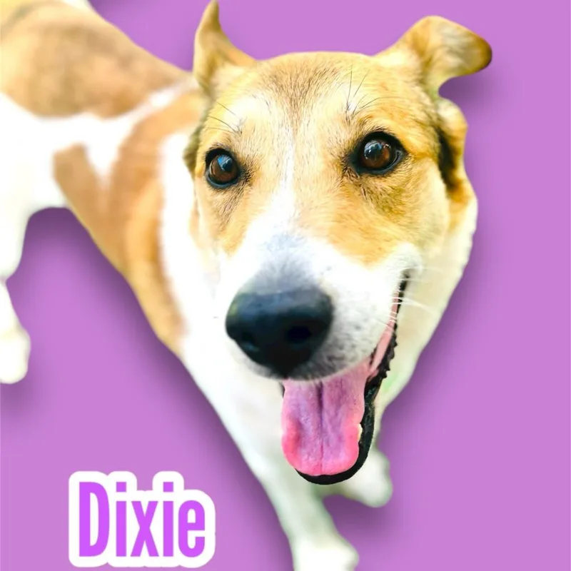Dixie thumbnail 2