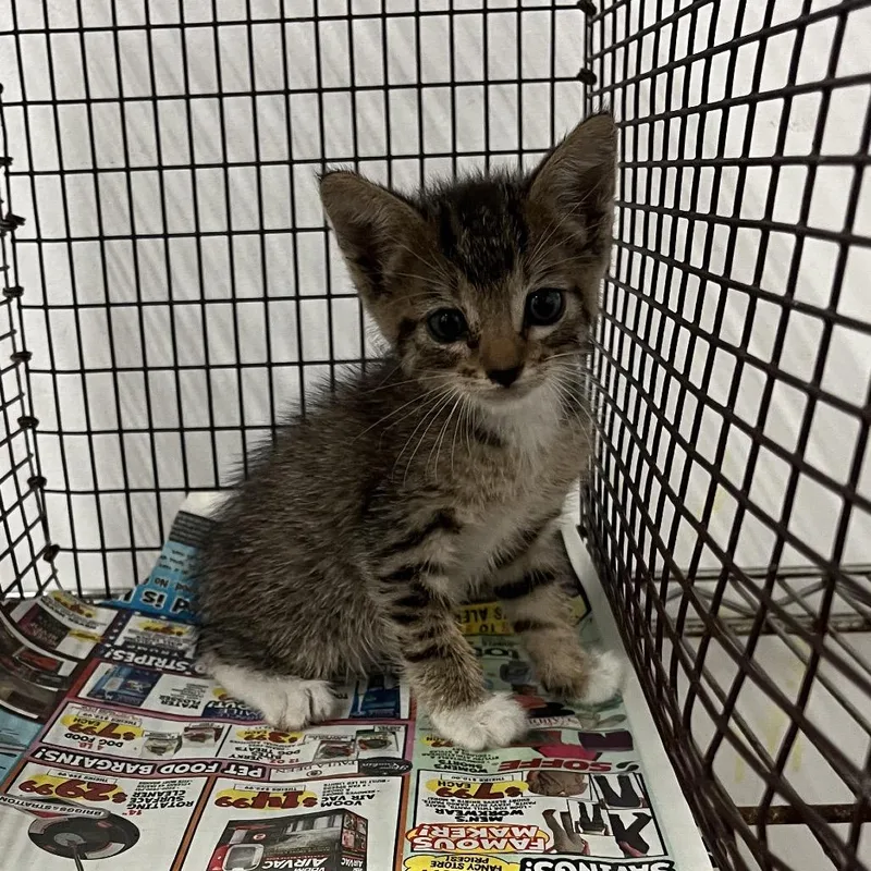 A baby small-sized male Brown / Chocolate Domestic Short Hair cat named Santa Fe for adoption in Edinburg, TX
