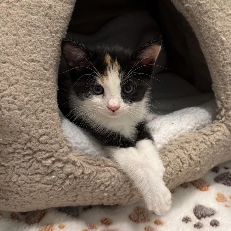 A baby small-sized female Calico Domestic Short Hair cat named Tiki for adoption in Long Beach, CA