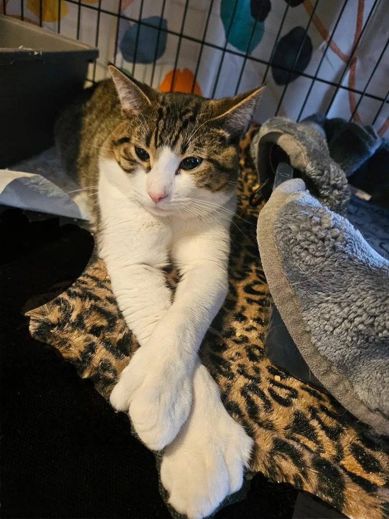 An adult medium-sized male White Domestic Short Hair cat named Bigfoot N.  The for adoption in New York, NY