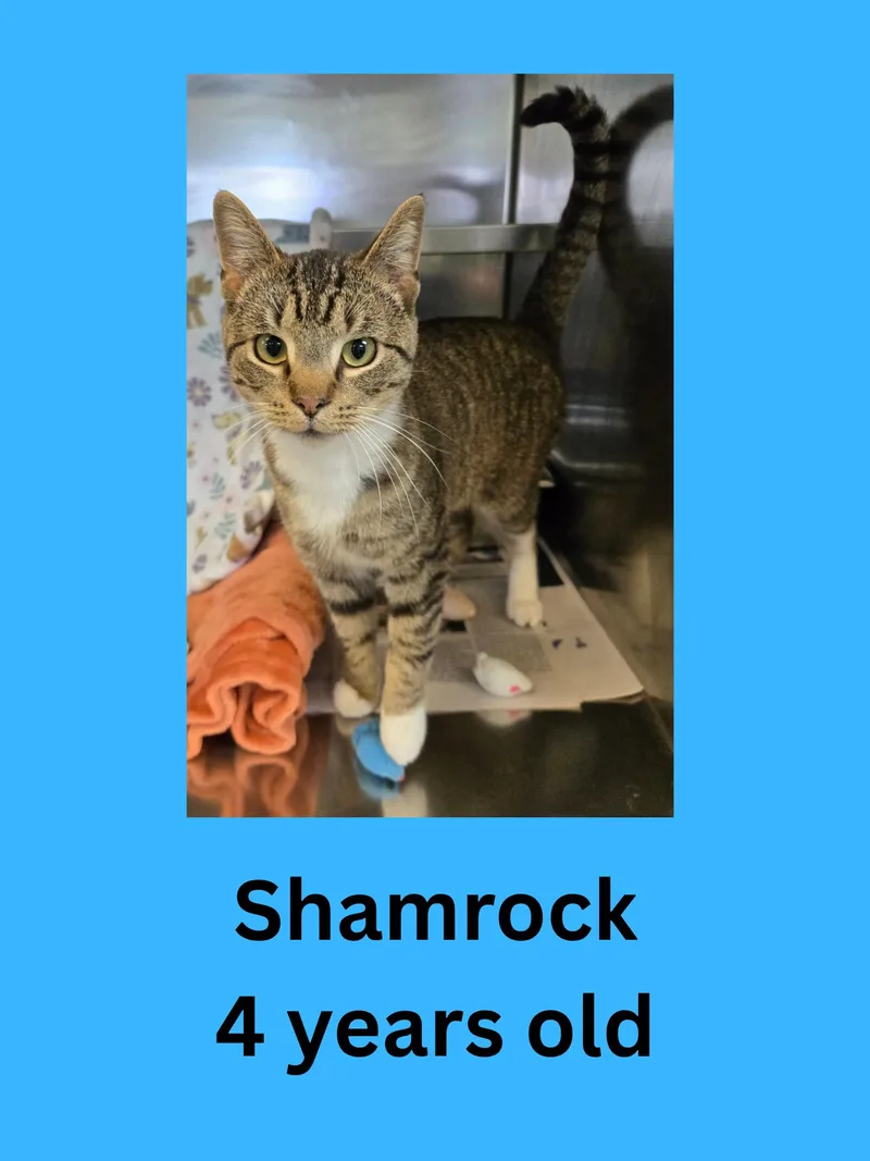 An adult medium-sized male Tabby (Brown / Chocolate) Domestic Short Hair cat named Shamrock for adoption in Ravenna, OH