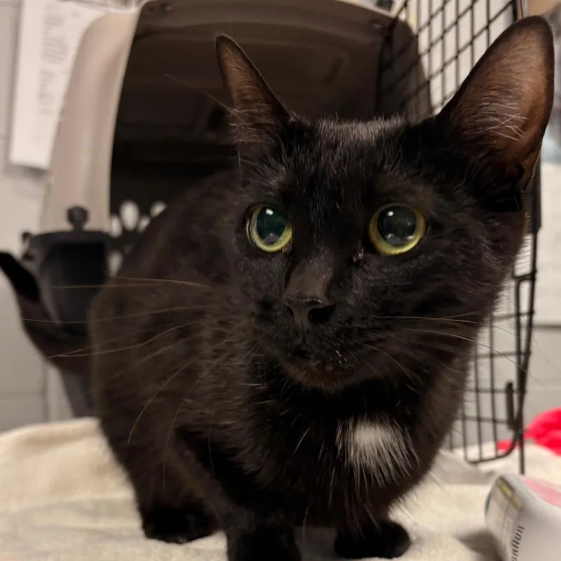An adult medium-sized female Gray / Blue / Silver Domestic Short Hair cat named Alexa for adoption in Greenville, SC