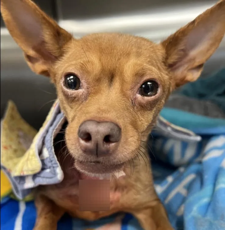 An adult small-sized female Chihuahua dog named Biscuit for adoption in Thompson Falls, MT