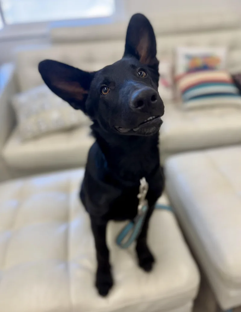 A baby medium-sized male Black Australian Kelpie dog named Homer for adoption in Sonora, CA