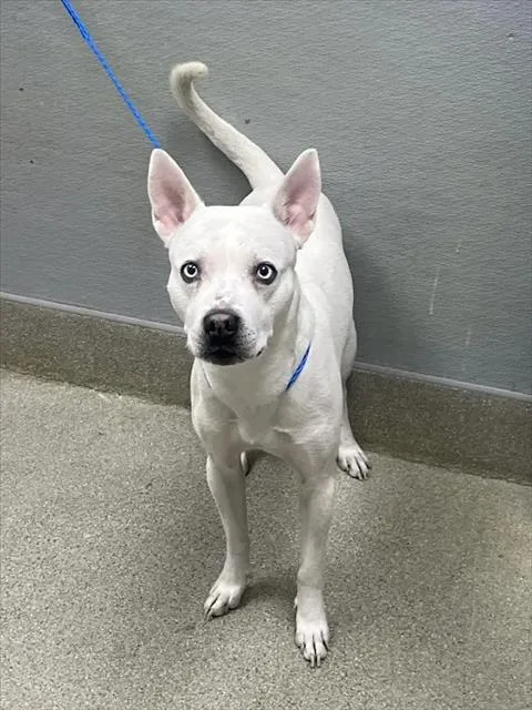 A young large-sized male Pit Bull Terrier dog named Spartan for adoption in Las Vegas, NV