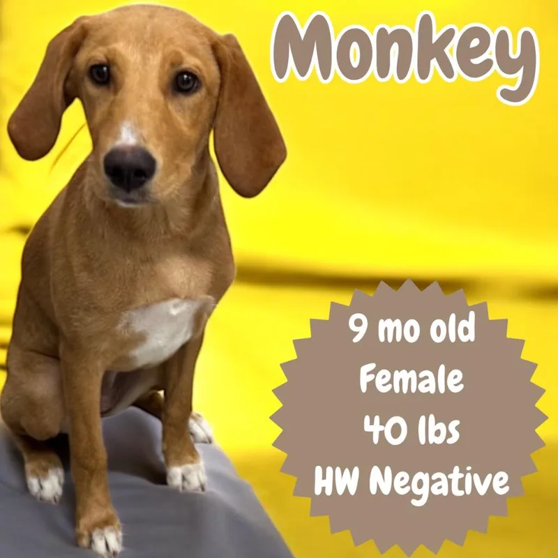 Monkey