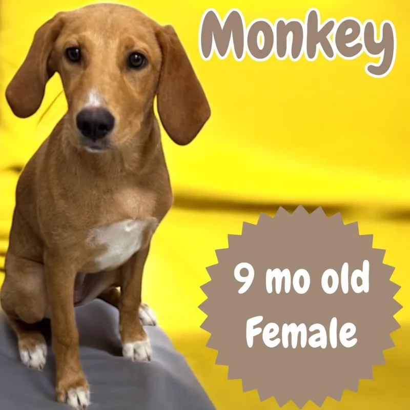 Monkey thumbnail 2