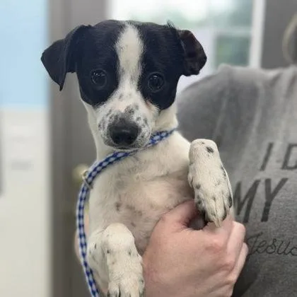 A young small-sized male White / Cream Mixed Breed dog named Remy for adoption in Erie, PA