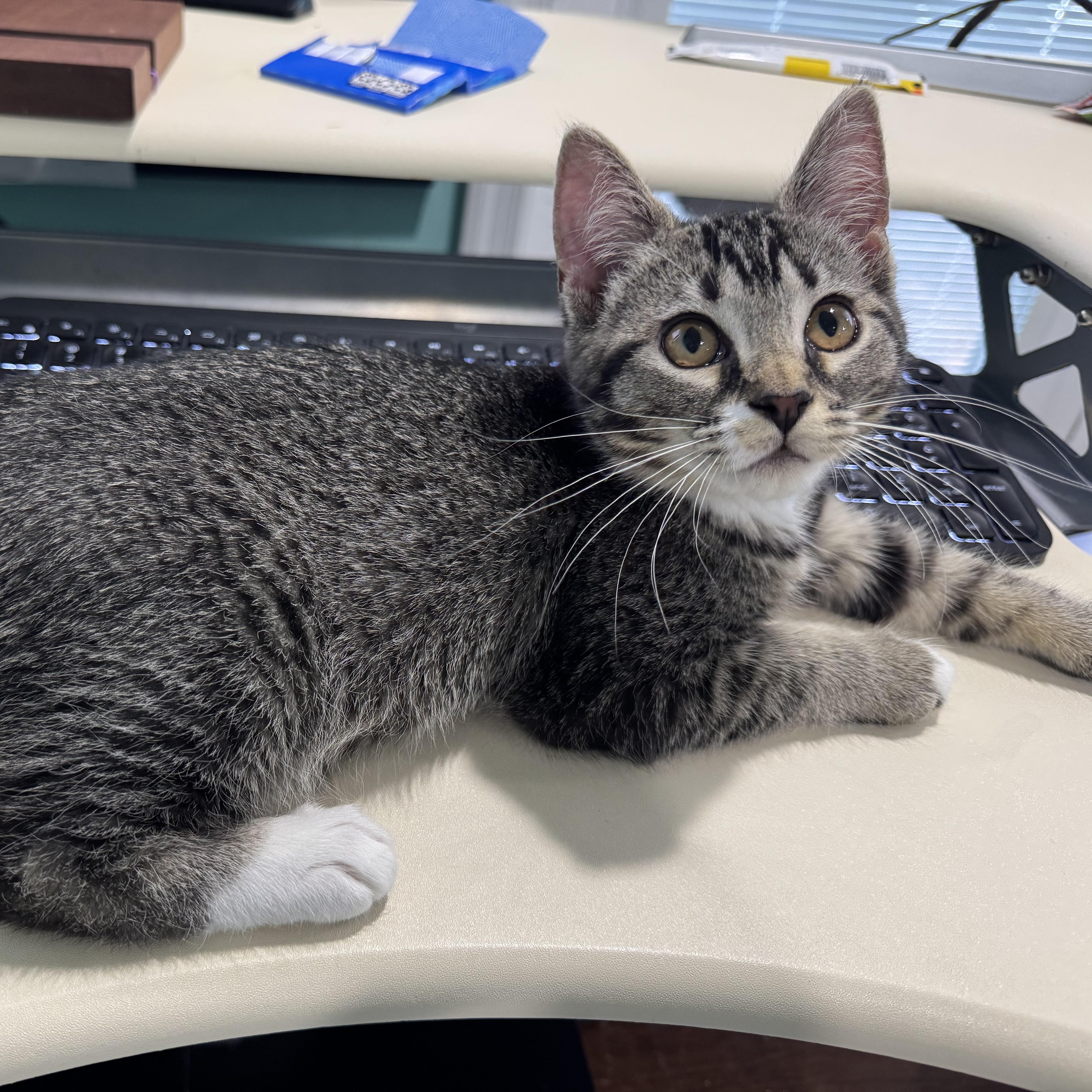 A baby small-sized female Tabby (Gray / Blue / Silver) Domestic Short Hair cat named Jean Grey for adoption in Richmond, VA