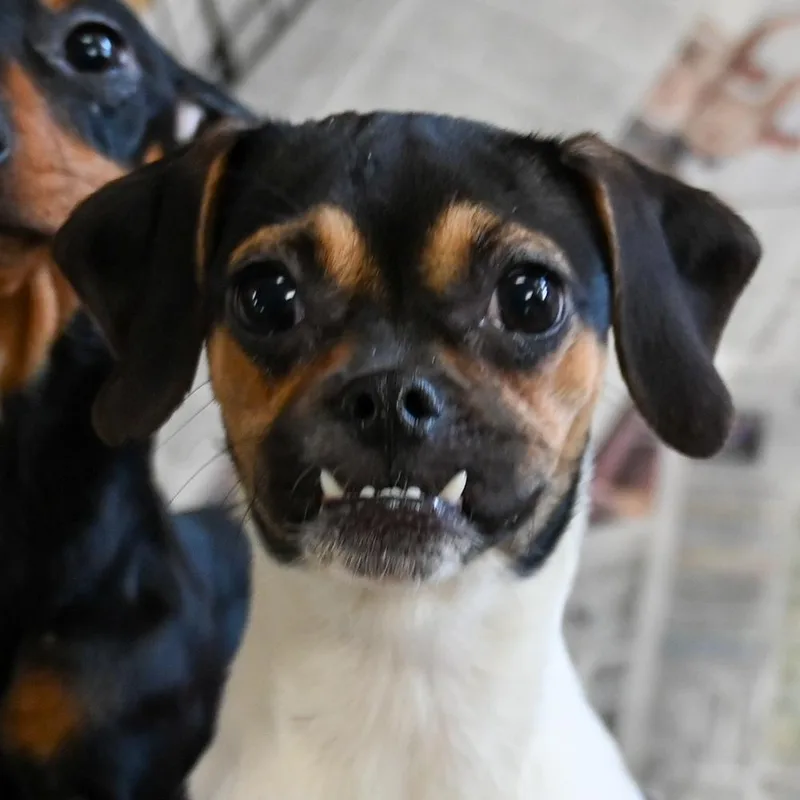 Edwina Sharma thumbnail 2