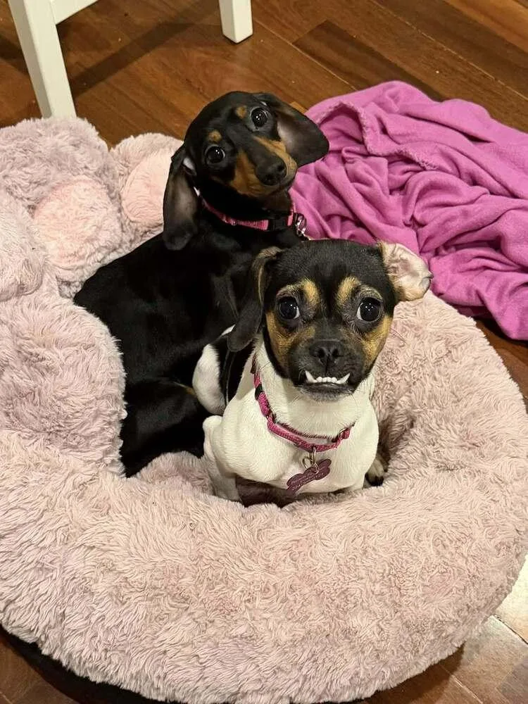 Edwina Sharma thumbnail 4