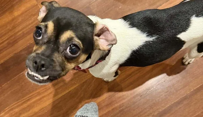 Edwina Sharma thumbnail 6