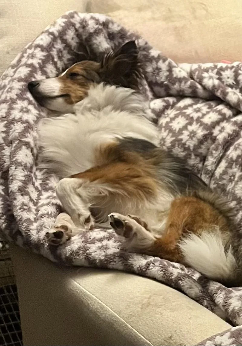 A young small-sized female Sable Shetland Sheepdog / Sheltie dog named Freya for adoption in Abingdon, MD