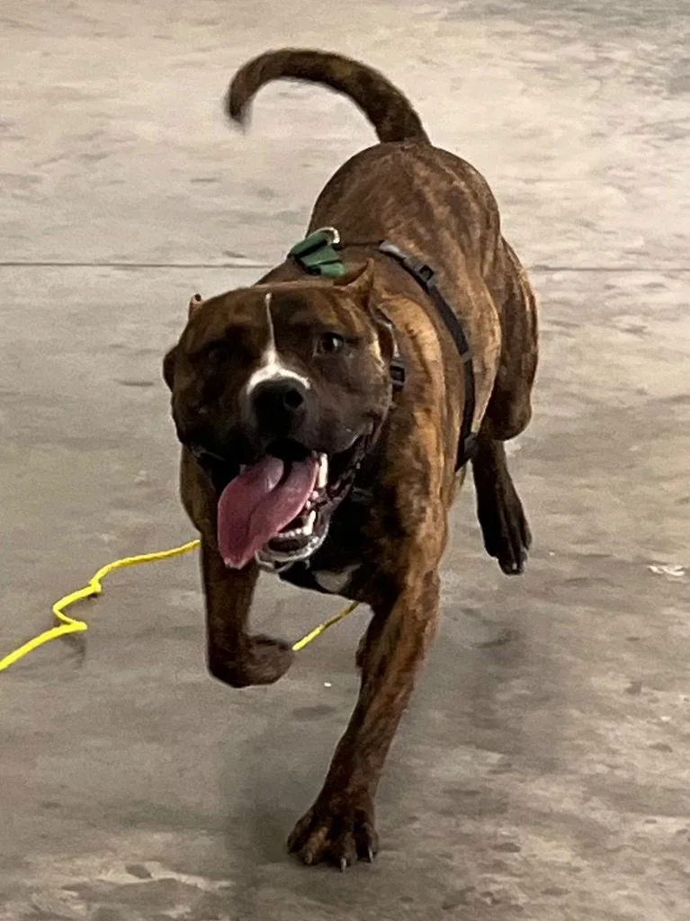 A young medium-sized male Pit Bull Terrier dog named Kenobi for adoption in Tarboro, NC