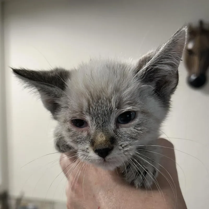 A baby small-sized male Cream / Ivory Siamese cat named Cedar for adoption in Klamath Falls, OR