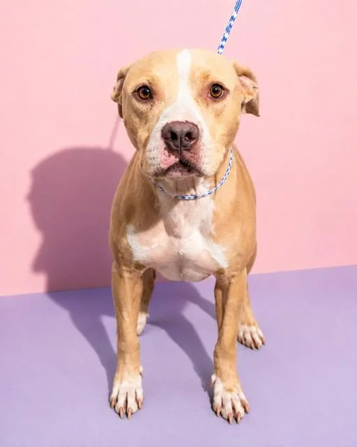A young medium-sized male Mixed Breed dog named Jughead for adoption in Jacksonville, FL