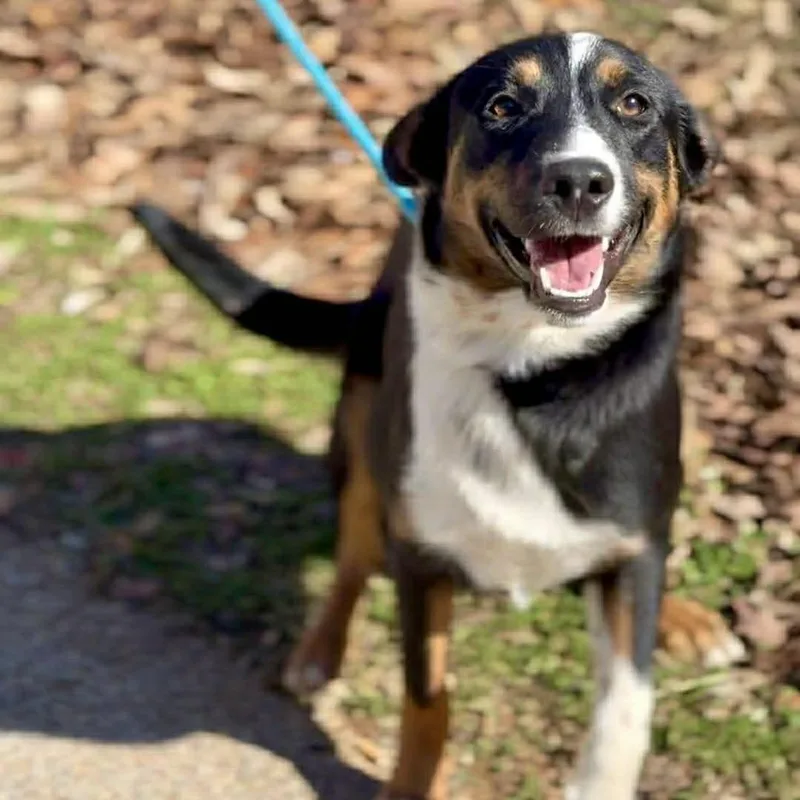 A young medium-sized male Black Mixed Breed dog named Oliver for adoption in Washington Township, OH