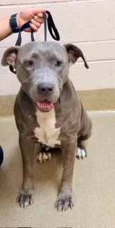 An adult medium-sized female Gray / Blue / Silver Pit Bull Terrier dog named Kelsey for adoption in Visalia, CA