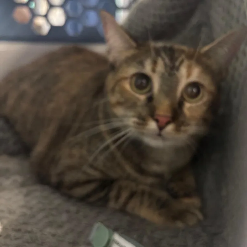 An adult large-sized female Calico Domestic Short Hair cat named Tabitha for adoption in Lake Jackson, TX