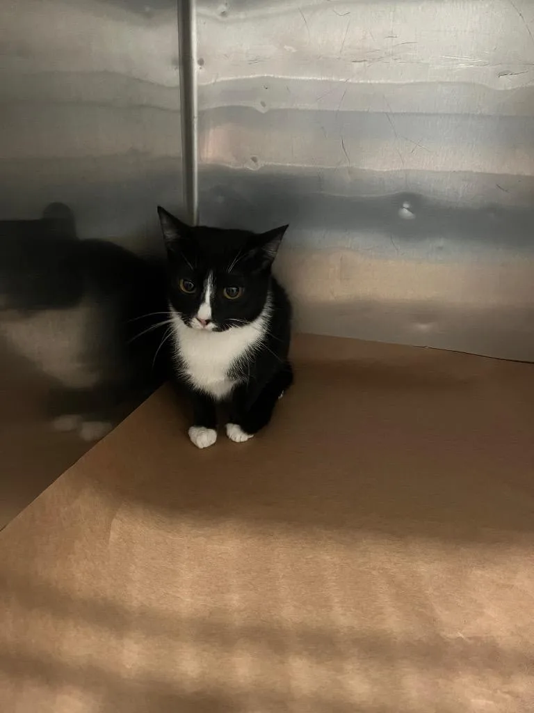 A young large-sized female Domestic Short Hair cat named Alexis for adoption in Cartersville , GA