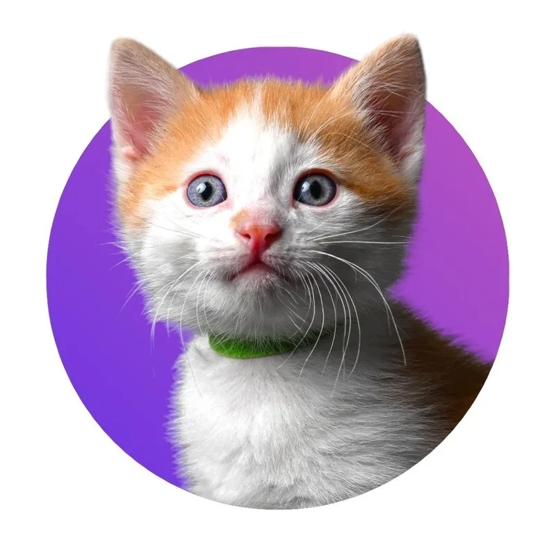 A baby small-sized male Orange / Red Domestic Short Hair cat named Boats for adoption in Pacific Grove, CA