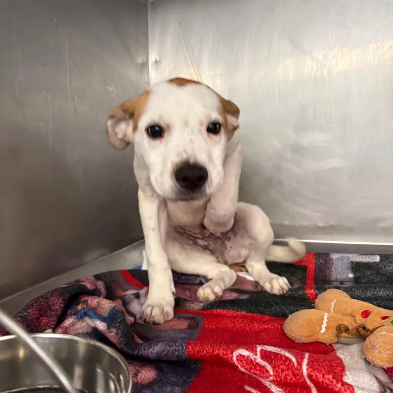A baby small-sized male White / Cream Mixed Breed dog named Oliver for adoption in Saint Charles, MO