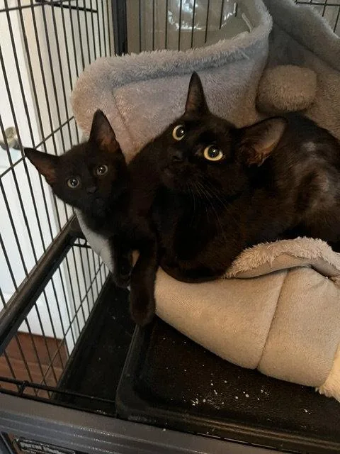 An adult medium-sized female Black Domestic Short Hair cat named Poppy for adoption in Orlando, FL