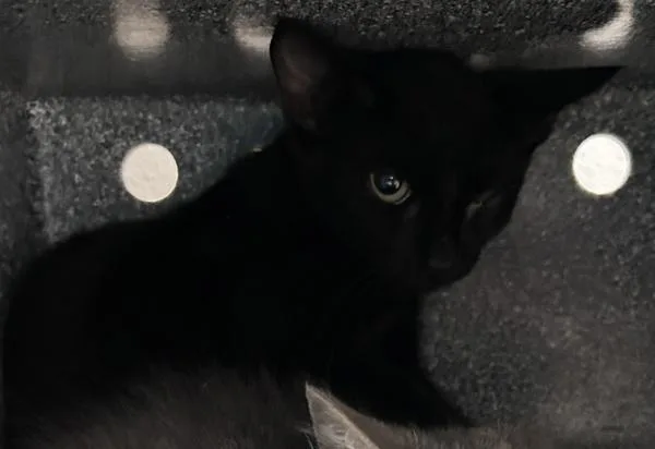 A baby medium-sized female Domestic Short Hair cat named Curiosity for adoption in New York, NY