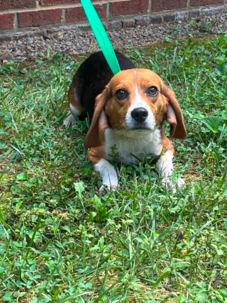 A young medium-sized female Beagle dog named Louise for adoption in Warrenton, NC
