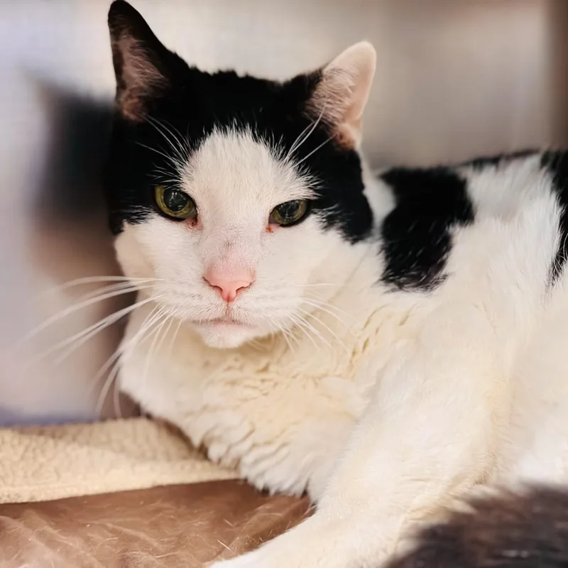 A senior medium-sized male Black & White / Tuxedo Domestic Short Hair cat named Leo for adoption in Manahawkin, NJ
