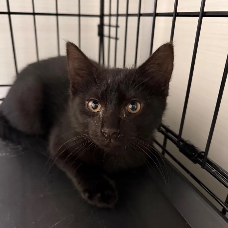A baby small-sized male Black Domestic Short Hair cat named Dre for adoption in Novelty, OH