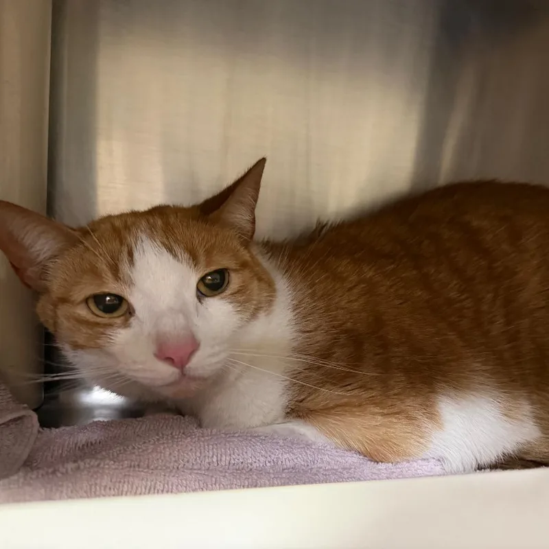 An adult large-sized male Orange / Red Domestic Short Hair cat named Tigger for adoption in Birdsboro, PA