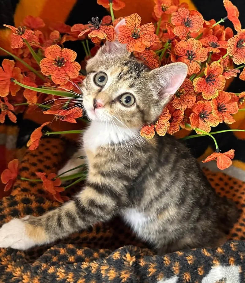 A baby small-sized female Domestic Short Hair cat named Sage for adoption in Stillwater, OK