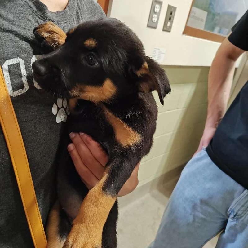 A baby medium-sized female Black Cattle Dog dog named Canberra for adoption in Upland, CA