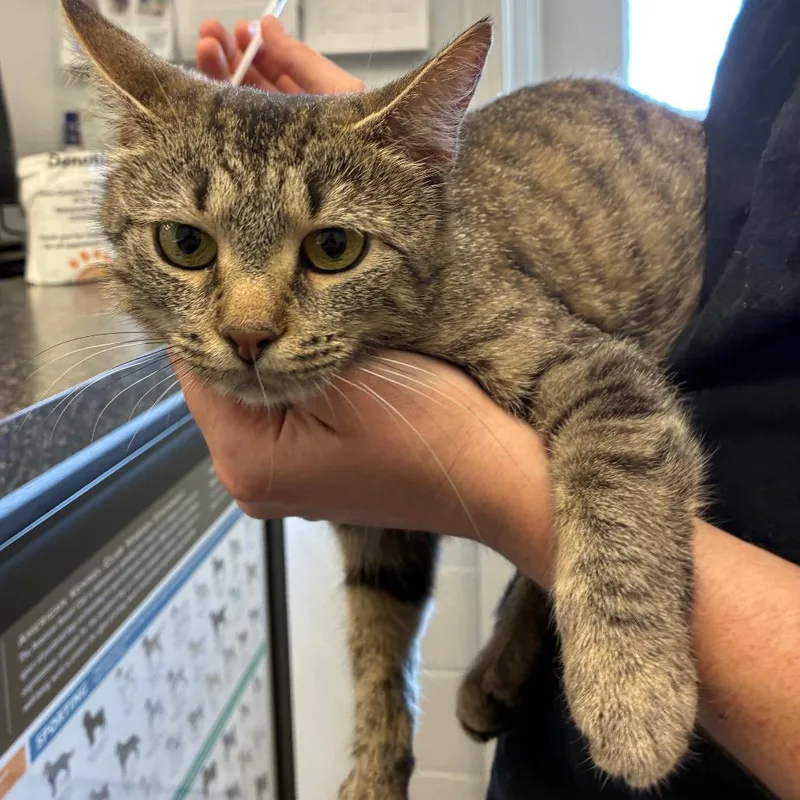 An adult medium-sized female Gray / Blue / Silver Domestic Short Hair cat named Ellie for adoption in Morganfield, KY