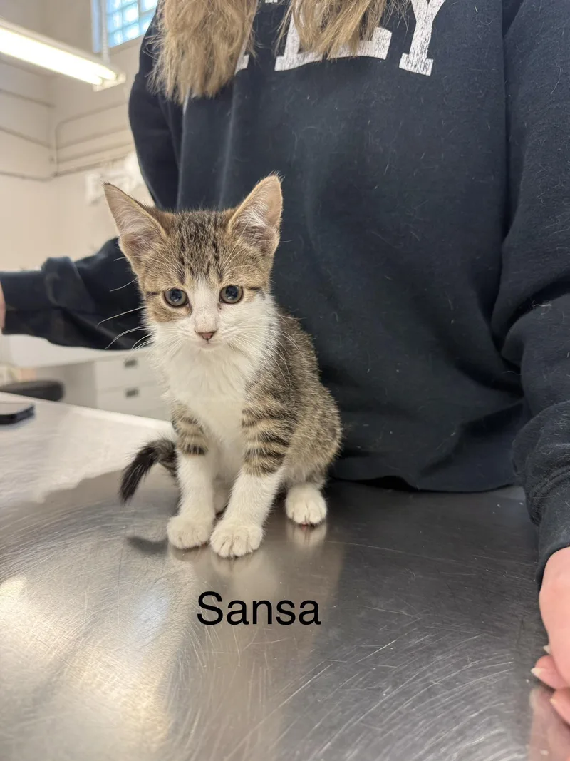 A baby small-sized female Domestic Short Hair cat named Sansa for adoption in Grand Rapids, MI