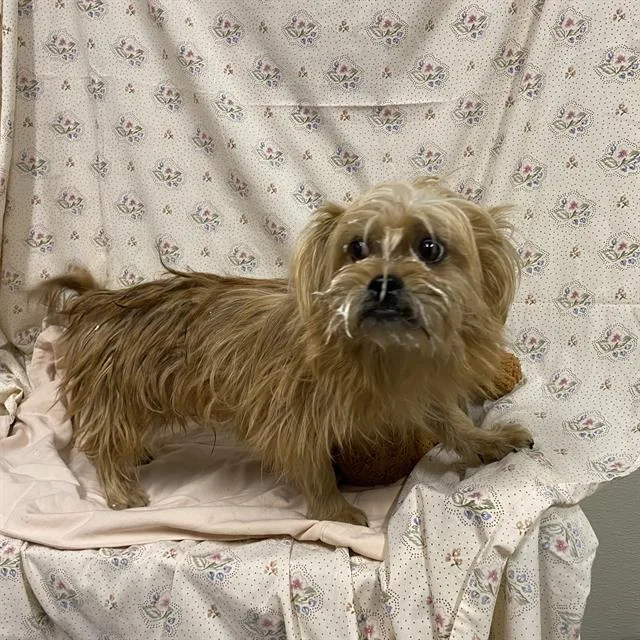 A young medium-sized male Brussels Griffon dog named A for adoption in Modesto, CA