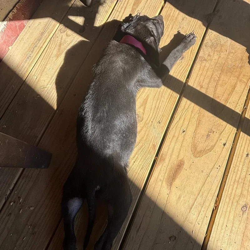 A young small-sized female Black Mixed Breed dog named Kokomo for adoption in Chattanooga, TN