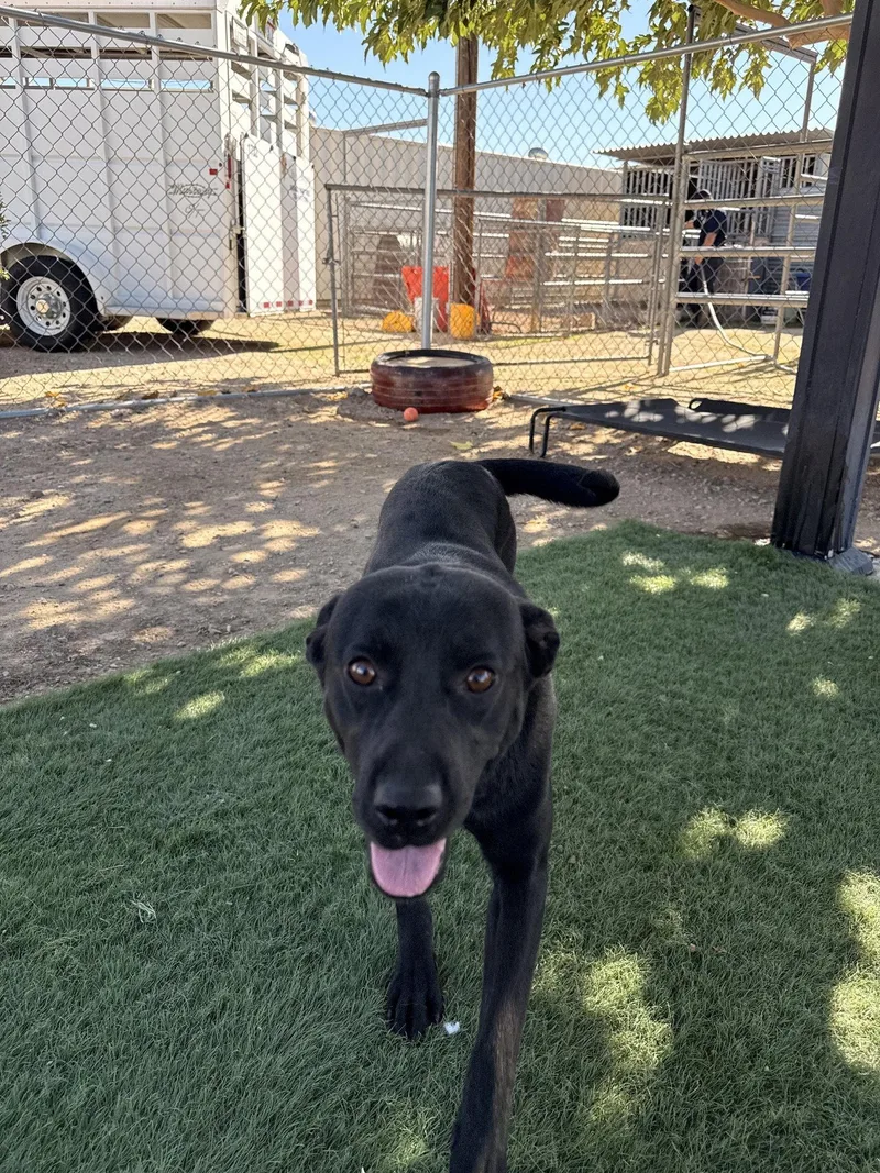 A young small-sized female Labrador Retriever dog named Leafy for adoption in San Diego, CA