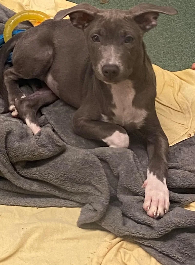 A baby medium-sized female Pit Bull Terrier dog named Mandy A for adoption in Plano, TX