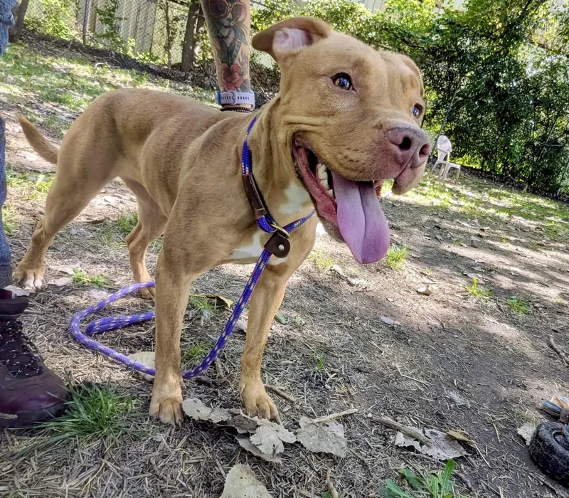An adult medium-sized female Yellow / Tan / Blond / Fawn Pit Bull Terrier dog named Jamaica for adoption in Chicago, IL