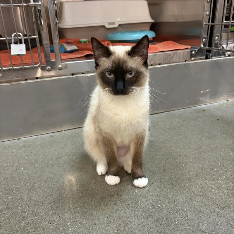 A young large-sized male Buff & White Domestic Short Hair cat named Kenai & Kita for adoption in Omaha, NE