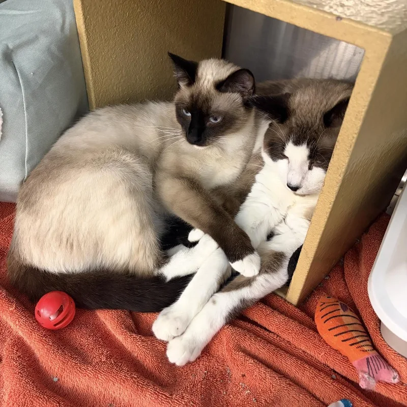 Kenai & Kita thumbnail 3