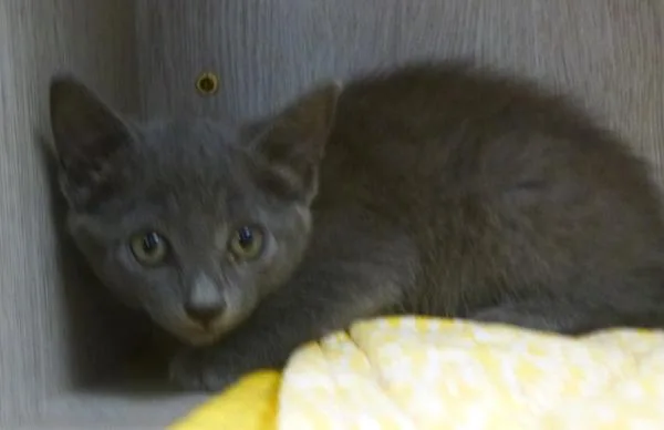 A baby small-sized male Domestic Medium Hair cat named Lyle for adoption in Lafayette, LA
