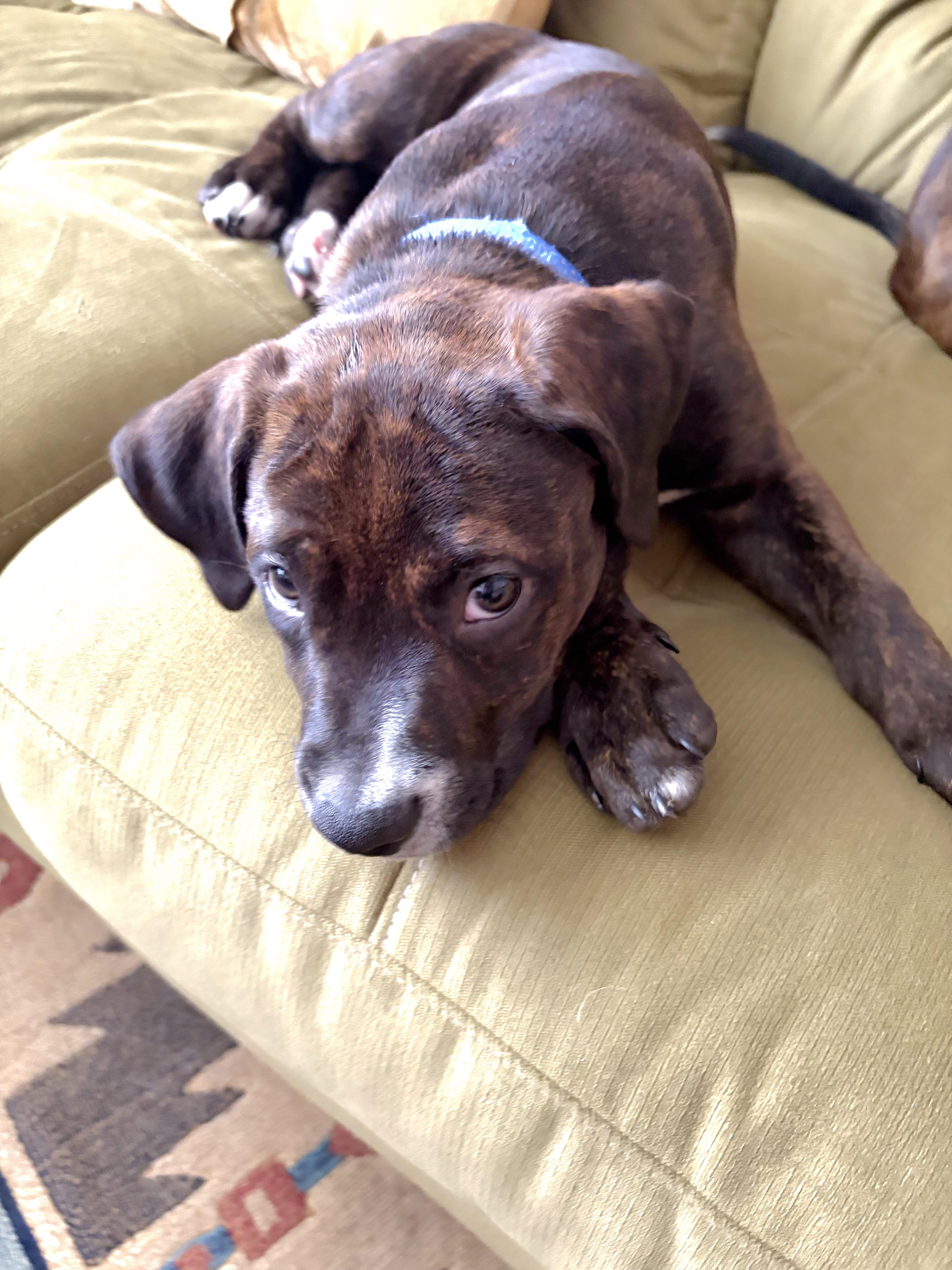 A baby medium-sized female Brindle Chesapeake Bay Retriever dog named Tommy for adoption in Lincoln, NE