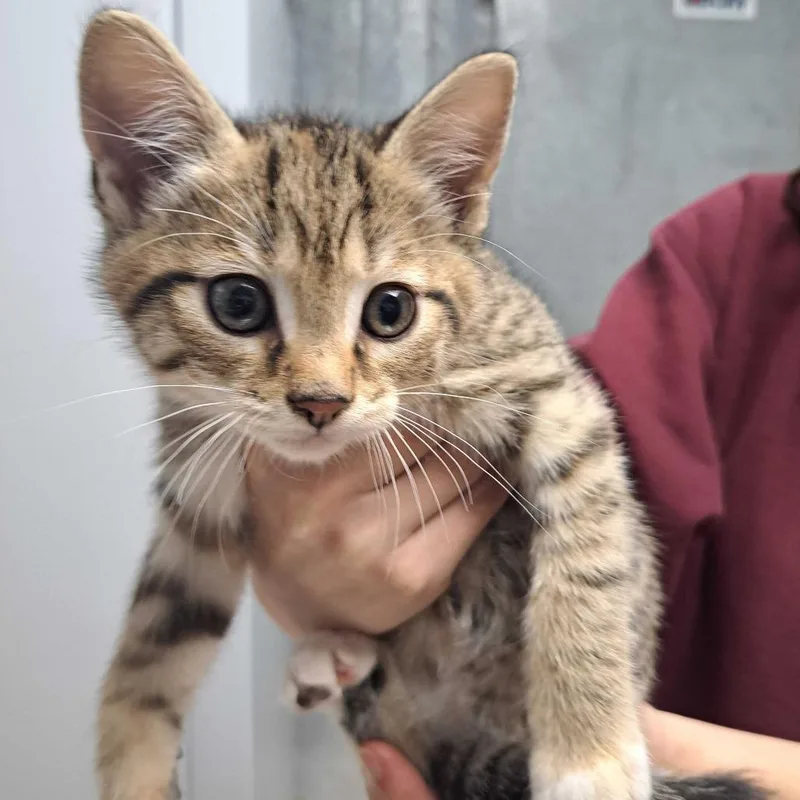 A baby small-sized female Brown / Chocolate Domestic Short Hair cat named Tyga for adoption in Perkiomenville, PA