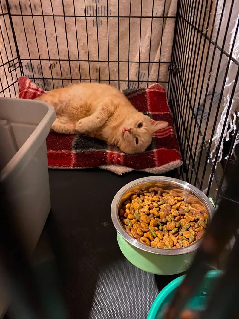 An adult medium-sized male Buff / Tan / Fawn Domestic Medium Hair cat named Froggie for adoption in Brownsville, PA
