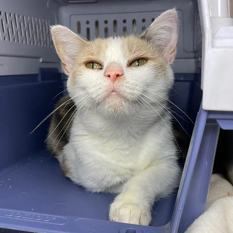 An adult medium-sized female Domestic Short Hair cat named Patricia for adoption in Roanoke, VA