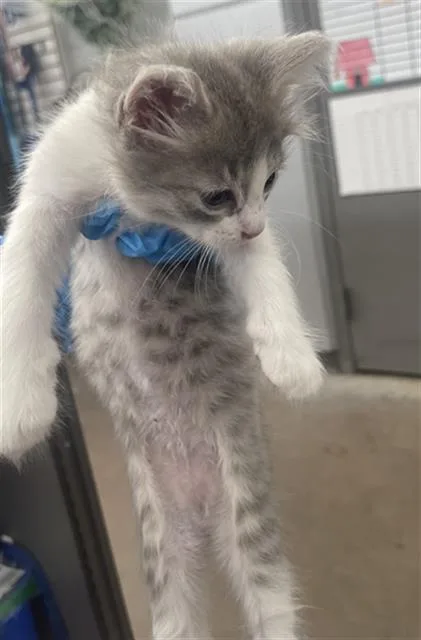 A baby medium-sized female Domestic Short Hair cat named Abbie for adoption in Dallas, TX